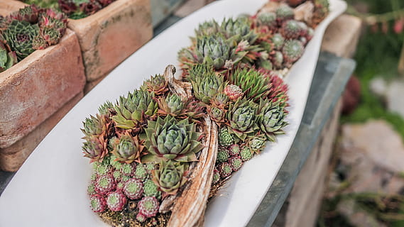 green flower, plant, vase, jar, potted plant, pottery, pattern, porcelain, art, food, produce, artichoke, vegetable, graphics, floral design, dish, meal, tabletop, furniture, planter, pot, food and drink, high angle view, freshness, green color, no people, succulent plant, still life, day, focus on foreground, close-up, wellbeing, healthy eating, nature, large group of objects, cactus, outdoors, wood - material, snack, 2K, CC0, public domain, royalty free