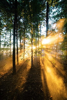 auringonnousun varjo, metsä, sumu, maisema, valo, luonnonkaunis, aurinko, auringon häikäisyä, auringonsäde, auringonvalo, Puut, woods, puu, kasvi, maa, tyyneys, kauneus luonnossa, rauhallinen kohtaus, luonto, maisemat - luonto, ei ihmisiä, kasvu, ei-kaupunkikuvia, ympäristö, tie, suunta, päivä, idyllinen, ulkona, 4K, CC0, public domain, rojaltivapaa