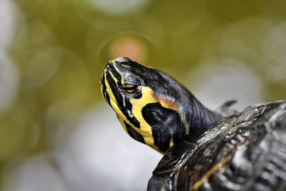 tortuga d'aigua, tortuga, rèptil, closca de tortuga, blindat, estany, panzer, animal, tropical, un animal, temes d'animals, fauna animal, animals a la natura, vertebrats, primer pla, cap gent, enfocament selectiu, part del cos dels animals, centrar-se en primer pla, cap d’animals, dia, serp, naturalesa, marques d’animals, zoologia, mirant cap a fora, ull d’animals, 5K