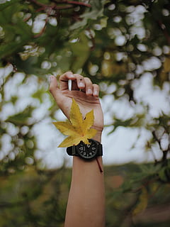 marró, fulla d'auró, humà, mà, planta, full, arbre, maple, dit, venes, tronc de l'arbre, animal, jay, ocell, Gaig blau, pol·len, magnificació, cargol, invertebrat, menjar, vegetals, cogombre, mà humana, una persona, persones reals, part del cos humà, centrar-se en primer pla, estils de vida, dia, fruita, activitat d'oci, dones, naturalesa, celebració, part del cos, persona irreconeixible, mostrant, primer pla, a l'aire lliure, extremitat humana, braç humà, braços aixecats, fulles, 4K, CC0, domini públic, lliure de regalies