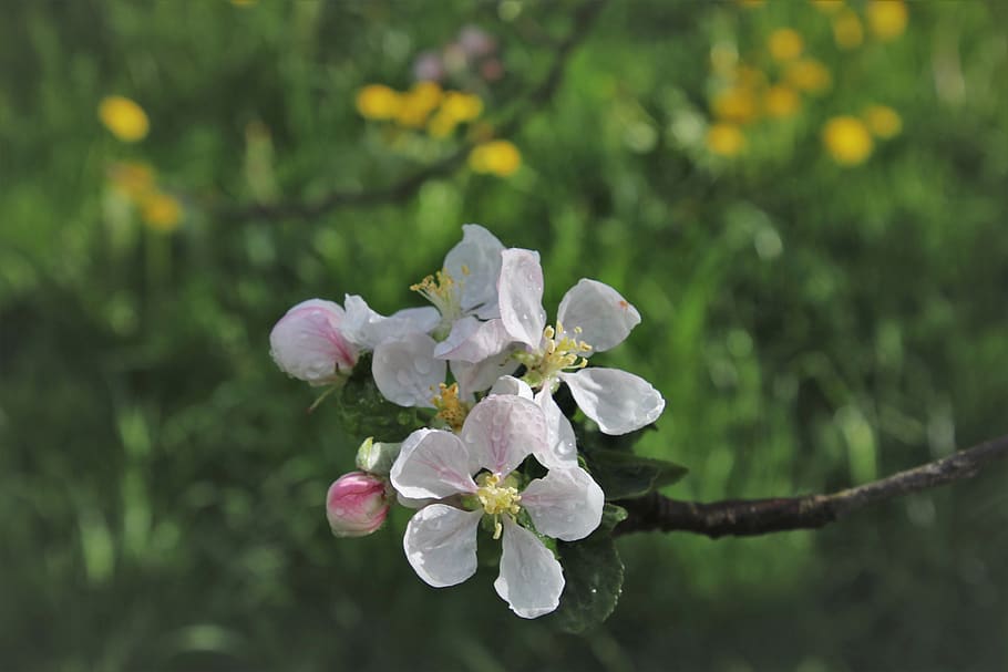 kvist, våd, afdeling, trist, plante, blomstrende, friskheden, Biel, kan, miljøet, hvid, forår, have, blomstrede, eng, blomstring, flora, græs, grøn, delikat, baggrundslyset, tæt på, blomstrende plante, blomst, vækst, skønhed i naturen, skrøbelighed, sårbarhed, friskhed, kronblad, fokus på forgrunden, hvid farve, dag, blomsterstand, natur, blomsterhoved, ingen mennesker, træ, blomstre, udendørs, kirsebær blomst, 5K