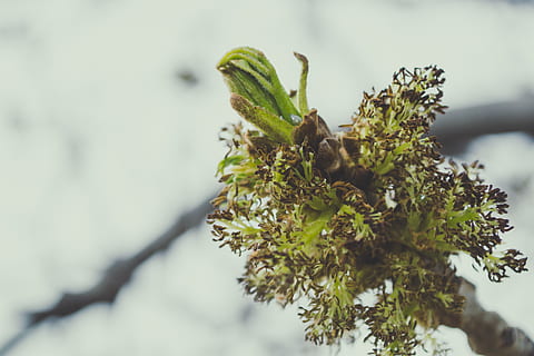 verde, sai, perto, fotografia, ramo, brotar, fechar-se, meio Ambiente, flora, flor, jardim, crescimento, erva, árvore, plantar, cor verde, ninguém, natureza, dia, beleza na natureza, animais em estado selvagem, foco seletivo, animais selvagens, focar em primeiro plano, ao ar livre, animal, um animal, temas animais, parte da planta, folha, líquen, árvore conífera, 4K, CC0, domínio público, royalty free