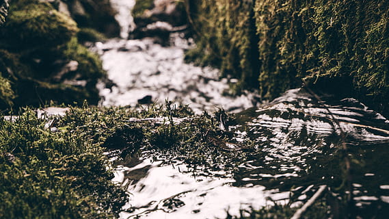 foto řeka, Studený, denní světlo, životní prostředí, tráva, krajina, mech, Příroda, scénický, sníh, zimní, dřevo, strom, rostlina, les, nikdo, den, přistát, venku, studená teplota, krása v přírodě, selektivní zaměření, voda, pevný, Skála, rock - objekt, růst, slunečního světla, jehličnatého stromu, tekoucí voda, borové lesy, 4K, CC0, veřejná doména, bez autorských práv
