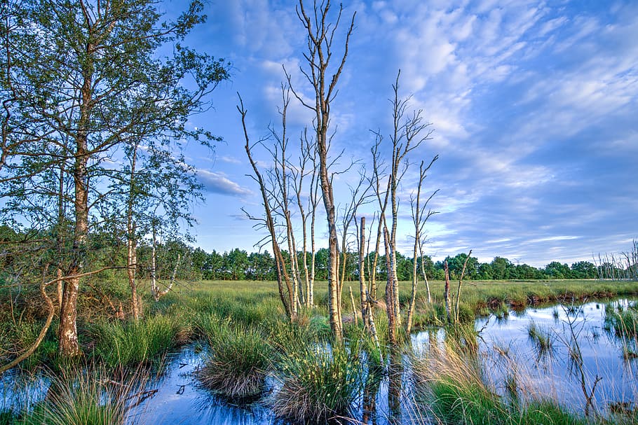 fotografia de paisatge, sec, arbres, envoltat, verd, herbes, blanc, núvols, blau, ennuvolat, la llum del dia, medi ambient, tarda, herba, paisatge, naturalesa, parc, canyes, reflexió, escènic, cel, posta de sol, aigua, salvatge, fusta, boscos, planta, arbre, tranquil·litat, escena tranquil·la, escenics - natura, bellesa a la natura, creixement, núvol - cel, escena no urbana, llac, cap gent, terra, zones humides, dia, a l'aire lliure, pantà, 5K