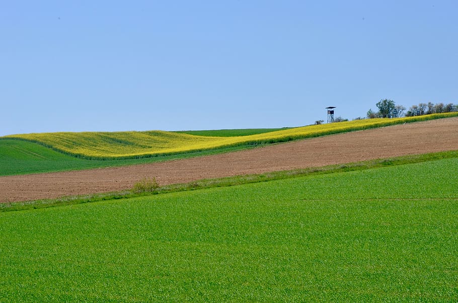 forår, felter, landbrug, himmel, landdistrikterne, agerjord, bakke, bakket, græs, raps, gul, rød, grøn, aborre, landskab, grøn farve, miljø, plante, jord, landlige scene, Mark, natur, scenics - natur, ro, rolig scene, skønhed i naturen, ingen mennesker, kopiere plads, blå, skyfri himmel, dag, udendørs, rullende landskab, 4K