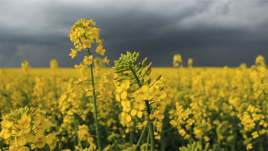 gall dindi, tekirdağ, groc, flor, agricultura, bellesa a la natura, cultiu, camp, colza, planta, planta amb flors, creixement, terra, paisatge, núvol - cel, escena rural, escenics - natura, naturalesa, granja, medi ambient, tranquil·litat, cel, cap gent, a l'aire lliure, primavera, 2K