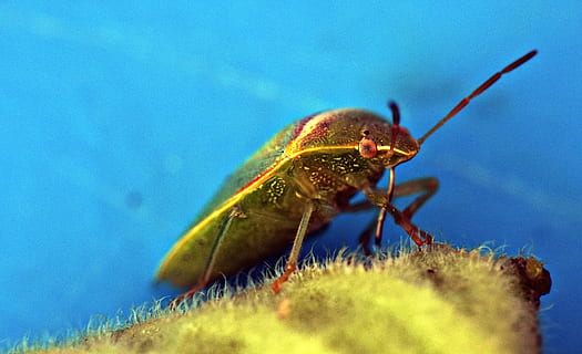 bicho verde, insecto, artrópodo, devorador de hojas, camuflaje, temas de animales, animal, fauna animal, animales en la naturaleza, un animal, de cerca, invertebrado, enfoque selectivo, nadie, naturaleza, planta, color verde, día, parte del cuerpo del animal, antena animal, azul, al aire libre, zoología, crecimiento, ojo de animal, 4K, CC0, dominio público, libre de derechos