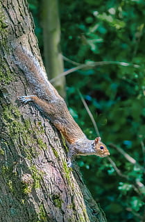 scoiattolo grigio, scoiattolo, albero, roditore, animale, carina, grigio, pelliccia, coda, mammifero, natura, legna, cespuglioso, soffice, all'aperto, occhi, temi animali, fauna selvatica, animali allo stato selvatico, un animale, vertebrato, concentrarsi sulle conoscenze acquisite, pianta, lucertola, rettile, nessuno, tronco, tronco d'albero, selvaggio, giorno, avvicinamento, 5K, CC0, dominio pubblico, privo di copyright