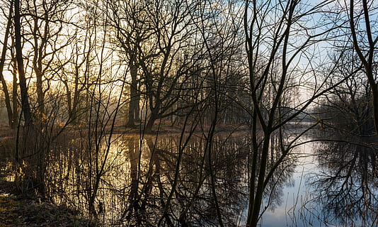 invernal, lago, iluminación, reflejo, Dom, arboles, estético, ramas, invierno, naturaleza, frío, paisaje, aguas, agua, árbol, árbol desnudo, planta, tranquilidad, nadie, rama, paisajes - naturaleza, bosque, escena tranquila, belleza en la naturaleza, cielo, tierra, al aire libre, temperatura fría, 5K, CC0, dominio público, libre de derechos