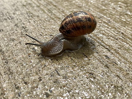 lumaca, animale, gasteropode, invertebrato, temi animali, fauna selvatica, mollusco, un animale, animali allo stato selvatico, avvicinamento, conchiglia, giorno, nessuno, parte del corpo animale, guscio di animale, antenna animale, natura, messa a fuoco selettiva, la noia, all'aperto, strisciando, livello di superficie, piccolo, 2K, CC0, dominio pubblico, privo di copyright