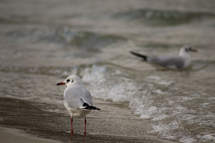 Itàlia, soverato, temes d'animals, fauna animal, animal, animals a la natura, ocell, vertebrats, mar, aigua, gavina, platja, grup d’animals, terra, dos animals, sorra, naturalesa, dia, cap gent, ocells marins, a l'aire lliure, 4K