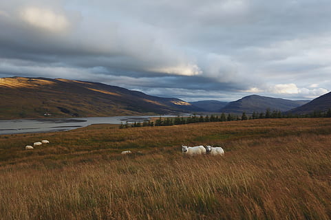 to hvite cattles, felt, natur, utendørs, Grovfôr, landsbygda, gård, beitemark, landlig, eng, ranch, pattedyr, dyr, sau, beite, land, platå, anlegg, gress, landskap, bygning, himmel, sky - himmel, naturskjønnhet - natur, skjønnhet i naturen, miljø, ro, ingen folk, rolig scene, fjell, dyre temaer, dag, husdyr, 4K, CC0, offentlig domene, opphavsrett gratis