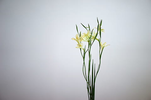 Minimum, Weiß, Blume, Pflanze, Studioaufnahme, Natur, Nahansicht, Schönheit in der Natur, drinnen, blühende Pflanze, Verletzlichkeit, Frische, Wachstum, grüne Farbe, Zerbrechlichkeit, kopieren sie platz, keine Leute, Pflanzenteil, Blatt, grau, Pflanzenstamm, 5K, CC0, gemeinfrei, lizenzfrei
