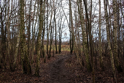 Wald, Weg, Waldweg, Blätter, Baumstämme, ästhetisch, Erde, nass, Winter, trist, schlechtes Wetter, gehen, Natur, Botanik, Land, Hintergrund, Baum, Ruhe, Pflanze, der Weg nach vorn, Richtung, Baumstamm, Kofferraum, Nicht-städtische Szene, Fußweg, ruhige Szene, Schönheit in der Natur, keine Leute, Wachstum, Tag, Szenen - Natur, idyllisch, draußen, abnehmende Perspektive, Veränderung, von Bäumen gesäumt, lange, 5K, CC0, gemeinfrei, lizenzfrei