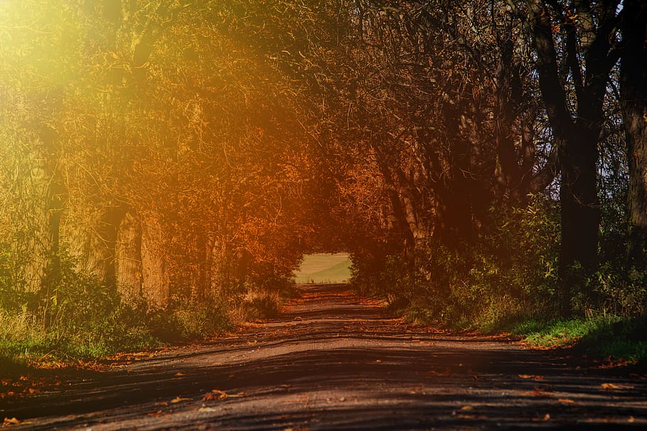 llum solar, el pas, arbres, grava, carretera, Carretera bruta, Polònia, przylepki, vegetació, planta, a l'aire lliure, naturalesa, bosc, flora, terra, arbre, paisatge, el camí a seguir, direcció, cap gent, tranquil·litat, creixement, escena tranquil·la, transport, sendera, bellesa a la natura, escenics - natura, tardor, canvi, dia, color taronja, perspectiva decreixent, llarg, 5K