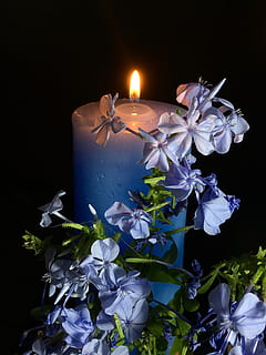 Kerze himmlisch, Licht, Nacht-, Celeste, hell, Wachs, Flamme, lodern, Helligkeit, Blumen himmlisch, Blütenblätter himmlisch, blühende Pflanze, Blume, Pflanze, Kerze, Natur, Verbrennung, Feuer, Blütenblatt, beleuchtet, Frische, Zerbrechlichkeit, keine Leute, Verletzlichkeit, drinnen, Nahansicht, Schönheit in der Natur, Feuer - natürliches Phänomen, Studioaufnahme, Blütenstand, Blütenkopf, schwarzer Hintergrund, lila, Blumenschmuck, 4K, CC0, gemeinfrei, lizenzfrei