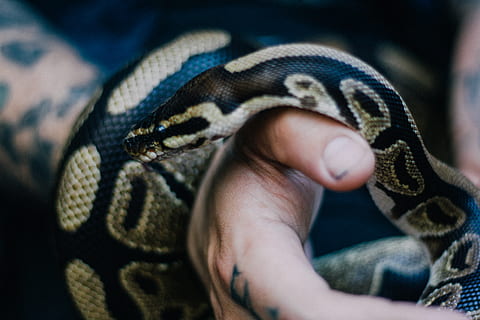 reticulated python, person, hand, one animal, reptile, one person, animal wildlife, human hand, human body part, close-up, animals in the wild, snake, vertebrate, animal body part, young animal, animals in captivity, focus on foreground, day, holding, zoo, animal scale, care, poisonous, 2K, CC0, public domain, royalty free