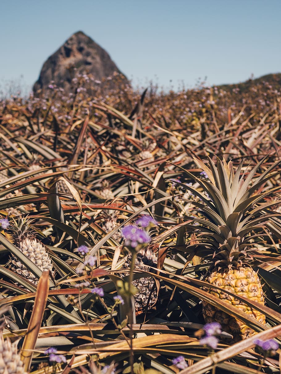 ananasplante felt, Queensland, Australien, krokus, plante, flora, blomst, blomstre, hør, ananas gård, ananas dyrkning, ananas vækst, ananas, guld kyst, bjerg, blomster, inspirere, tropisk, sommer, glashus bjerge, solskin kyst, blomstrende plante, natur, vækst, skønhed i naturen, dag, tæt på, himmel, sårbarhed, ingen mennesker, skrøbelighed, fokus på forgrunden, jord, sollys, Mark, friskhed, selektiv fokusering, tør, udendørs, lilla, blomsterhoved, visnet plante, 2K
