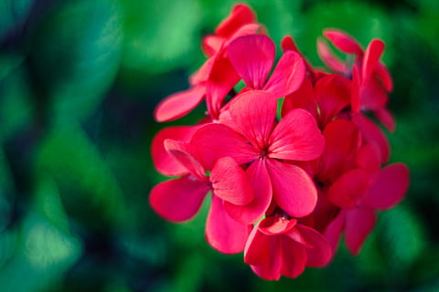 gerani, fiore, pianta fiorita, freschezza, pianta, bellezza nella natura, petalo, fragilità, vulnerabilità, avvicinamento, infiorescenza, testa di fiore, rosso, natura, nessuno, concentrarsi sulle conoscenze acquisite, colore rosa, all'aperto, giorno, crescita, 4K, CC0, dominio pubblico, privo di copyright
