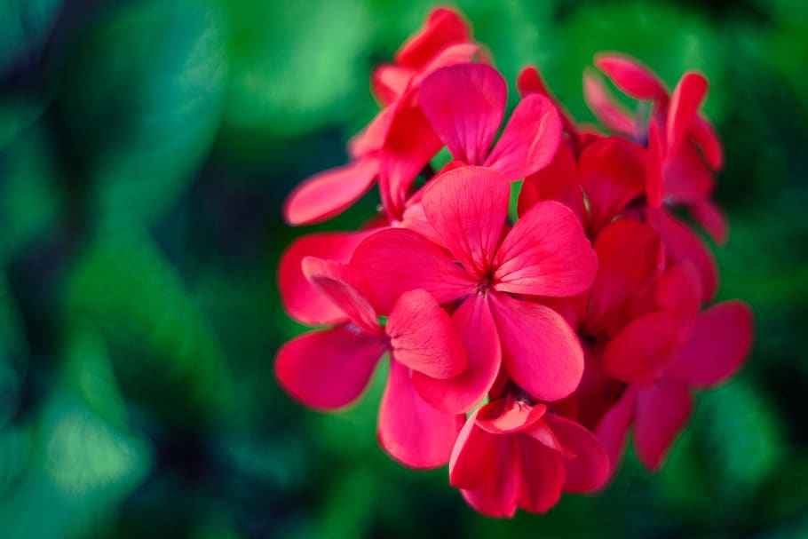 gerani, fiore, pianta fiorita, freschezza, pianta, bellezza nella natura, petalo, fragilità, vulnerabilità, avvicinamento, infiorescenza, testa di fiore, rosso, natura, nessuno, concentrarsi sulle conoscenze acquisite, colore rosa, all'aperto, giorno, crescita, 4K
