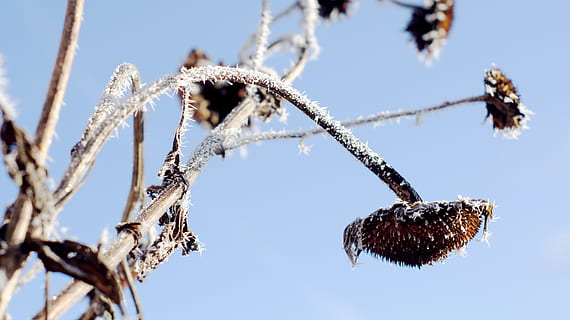 Sonnenblume, Winter, kalt, Hölle, Über, Vogelfutter, Tod, Sonnenschein, kalte Temperatur, Flachwinkelansicht, Natur, Pflanze, Himmel, keine Leute, Schönheit in der Natur, Tag, Schnee, gefroren, Baum, Nahansicht, Fokus auf den Vordergrund, Ast, Wachstum, Eis, Ruhe, draußen, 4K, CC0, gemeinfrei, lizenzfrei
