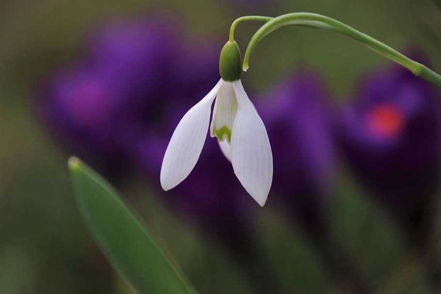baseret, krokus, knop, vintergæk, hvid, plante, have, tæt på, blomstrende, forår, opvågnen, friskheden, blomstring, kronblad, dekorative, baggrund, violet, mønster, natur, baggrunden, www, hdr, tapeter, miljøet, blomstrende plante, blomst, sårbarhed, skrøbelighed, skønhed i naturen, friskhed, vækst, blomsterstand, blomsterhoved, fokus på forgrunden, lilla, ingen mennesker, dag, grøn farve, plante del, 5K