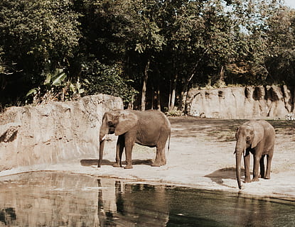 dois elefantes, animais selvagens, mamífero, elefante, animal, antílope, impala, girafa, jardim zoológico, chão, tigre, ardósia, zebra, rebanho, lama, Parque temático, Parque de diversões, agavaceae, plantar, ardeidae, aves aquáticas, temas animais, árvore, grupo de animais, agua, vertebrado, animais em estado selvagem, natureza, lago, beira-mar, dia, ninguém, animais domésticos, de pé, ao ar livre, herbívoro, família animal, tronco animal, 2K, CC0, domínio público, royalty free