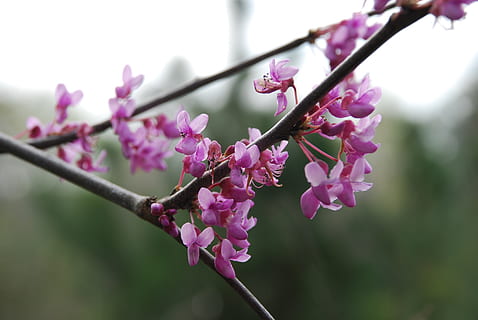Redbud, primavera, árbol, naturaleza, paisaje, rama, planta floreciendo, flor, planta, fragilidad, vulnerabilidad, frescura, crecimiento, color rosa, belleza en la naturaleza, de cerca, centrarse en primer plano, pétalo, día, nadie, botánica, cabeza de flor, al aire libre, polen, púrpura, flor de cerezo, Cerezo, 4K, CC0, dominio público, libre de derechos
