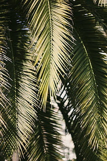 Russia, sochi, pianta, albero, foglia, nessuno, crescita, Palma, natura, colore verde, foglia di palma, avvicinamento, parte vegetale, giorno, bellezza nella natura, clima tropicale, all'aperto, fotogramma intero, sfondi, fronda, concentrarsi sulle conoscenze acquisite, la tranquillità, le foglie, ago - parte vegetale, albero di conifere, 5K, CC0, dominio pubblico, privo di copyright