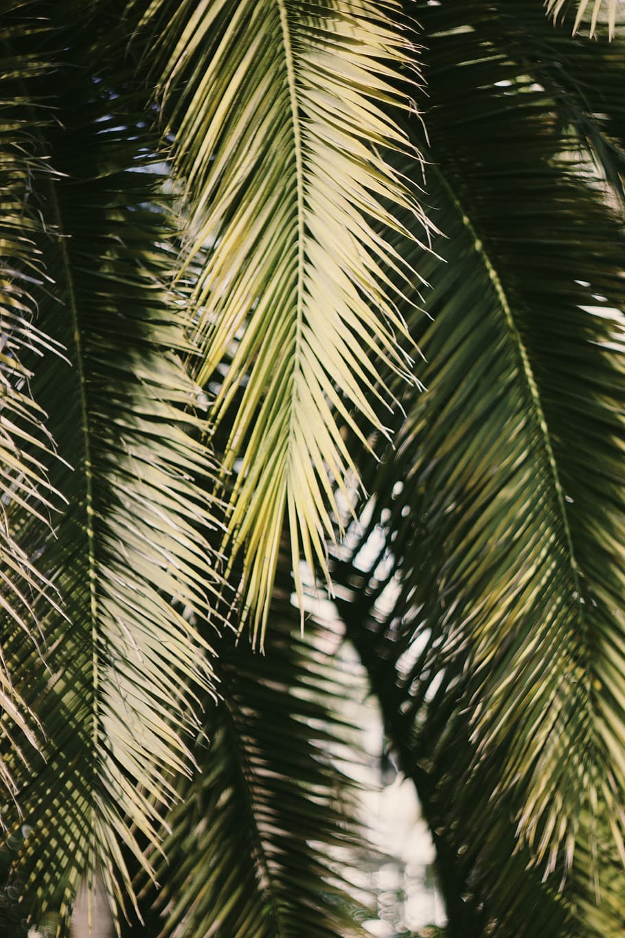 Russia, sochi, pianta, albero, foglia, nessuno, crescita, Palma, natura, colore verde, foglia di palma, avvicinamento, parte vegetale, giorno, bellezza nella natura, clima tropicale, all'aperto, fotogramma intero, sfondi, fronda, concentrarsi sulle conoscenze acquisite, la tranquillità, le foglie, ago - parte vegetale, albero di conifere, 5K