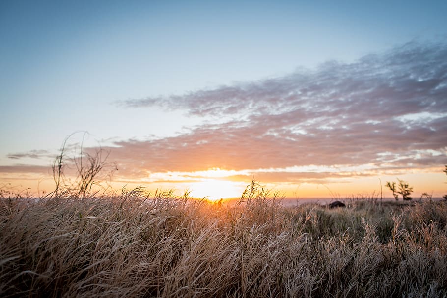 græsfelt, græs, plante, flora, genforening, landskab, græsarealer, udendørs, Mark, reed, natur, sol, ocean, Sky, himmel, rejse, Skov, vegetation, solnedgang, skønhed i naturen, ro, rolig scene, scenics - natur, sky - himmel, jord, miljø, ikke-urbane scene, vækst, ingen mennesker, sollys, idyllisk, linseflare, timothy græs, 5K