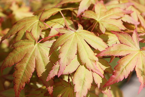 maple, full, arbre, fulles, fullatge, color, temporada, planta, naturalesa, teló de fons, capçalera, jardí, branca, part de la planta, primer pla, creixement, cap gent, color verd, bellesa a la natura, centrar-se en primer pla, dia, a l'aire lliure, tardor, vena de la fulla, enfocament selectiu, frescor, vulnerabilitat, vista d’angle alt, fragilitat, canvi, fulla d'auró, condició natural, 5K, CC0, domini públic, lliure de regalies