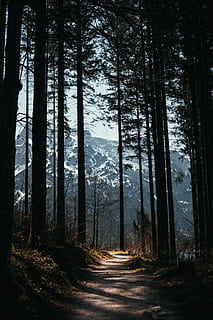 alberi, sentiero, foresta, natura, all'aperto, ombra, boschi, albero, pianta, terra, la tranquillità, bellezza nella natura, bosco, scena tranquilla, tronco, tronco d'albero, nessuno, scena non urbana, crescita, scenics - natura, giorno, paesaggio, direzione, la strada davanti, ambiente, 5K, CC0, dominio pubblico, privo di copyright