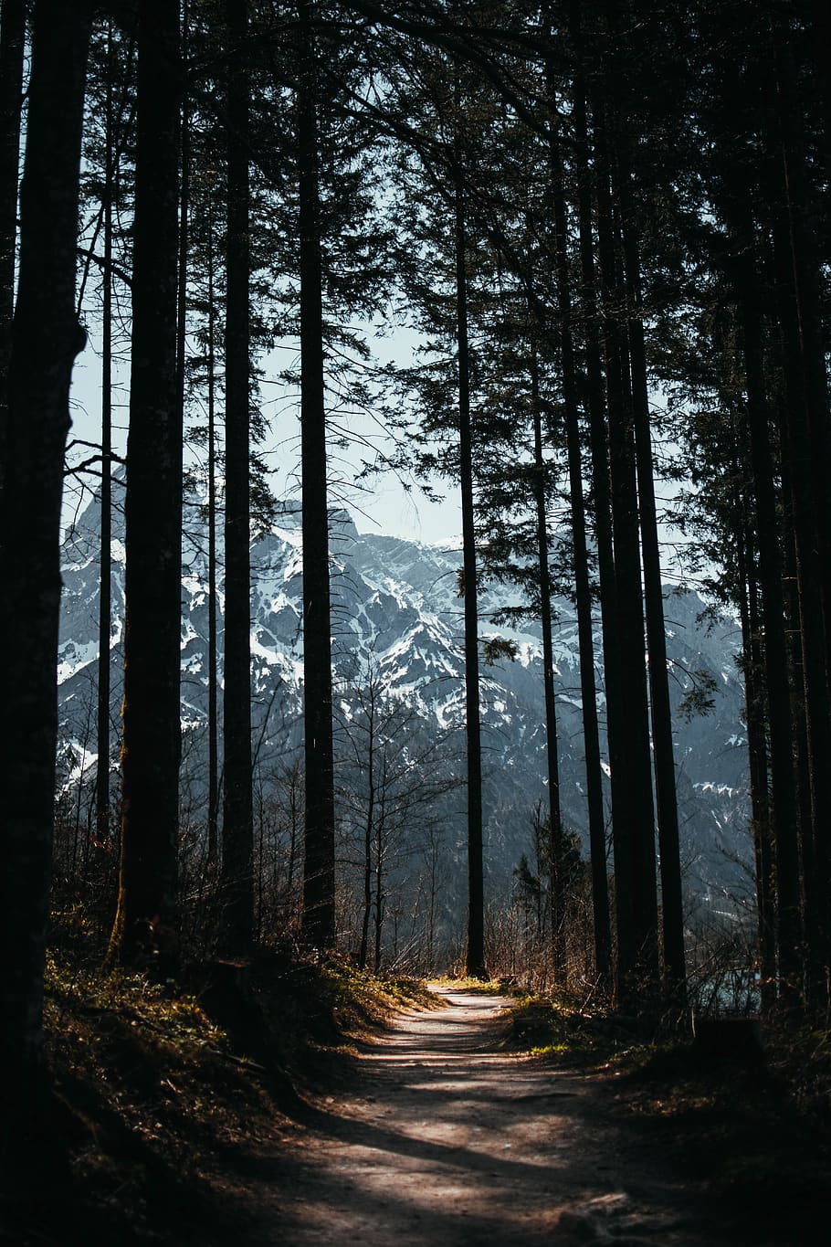 alberi, sentiero, foresta, natura, all'aperto, ombra, boschi, albero, pianta, terra, la tranquillità, bellezza nella natura, bosco, scena tranquilla, tronco, tronco d'albero, nessuno, scena non urbana, crescita, scenics - natura, giorno, paesaggio, direzione, la strada davanti, ambiente, 5K