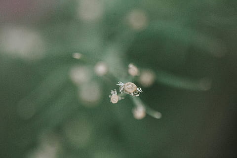 grønt blad, insekt, dyr, hvirvelløse, plante, dråbe, blomst, blomstre, mælkebøtte, mos, sfære, edderkop, arachnid, have edderkopper, boble, krystal, blad, tin, vandkande, kan, lilje, skrøbelighed, sårbarhed, tæt på, friskhed, blomstrende plante, skønhed i naturen, natur, selektiv fokusering, fokus på forgrunden, vækst, ingen mennesker, dag, udendørs, blomsterhoved, ro, knop, kronblad, blomsterstand, 5K, CC0, offentligt domæne, royaltyfrie
