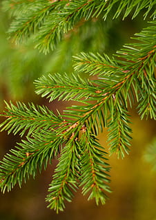 árbol, planta, conífera, abies, abeto, picea, verde, alerce, fores, hojas, macro, conífero, naturaleza, de cerca, tejo, hoja, helecho, ornamento, color verde, crecimiento, parte de la planta, belleza en la naturaleza, nadie, rama, día, centrarse en primer plano, árbol conífero, Pino, enfoque selectivo, aguja - parte de la planta, al aire libre, tranquilidad, 5K, CC0, dominio público, libre de derechos