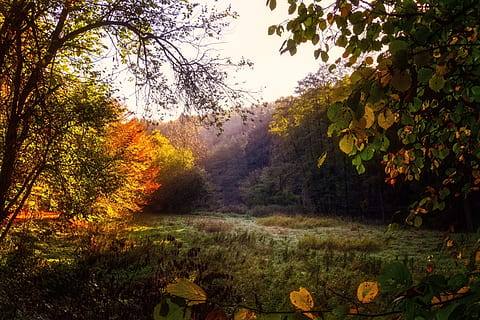 les, glade, světlo, stín, mystický, krajina, Příroda, nálada, atmosféra, osvětlení, sluneční paprsek, podzim, louka, listy, idylický, tráva, rostlina, strom, klid, krása v přírodě, změna, klidné scény, růst, scenics - příroda, přistát, nikdo, den, mimoměstské scény, list, oranžová barva, rostlinné části, větev, nebe, venku, podzimní kolekce, 5K, CC0, veřejná doména, bez autorských práv