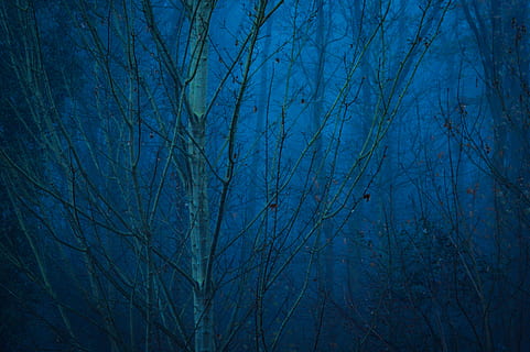 bare-albero, natura, all'aperto, Mechernich, Germania, pianta, albero, notte, spazio, astronomia, universo, Luna, cielo, illuminazione, costruzione, Luna piena, scenario, tempo metereologico, struttura, autunno, nessuno, blu, la tranquillità, bellezza nella natura, albero nudo, ramo, sfondi, foresta, terra, fotogramma intero, scenics - natura, Inquadratura dal basso, scena tranquilla, baldacchino di albero, 5K, CC0, dominio pubblico, privo di copyright