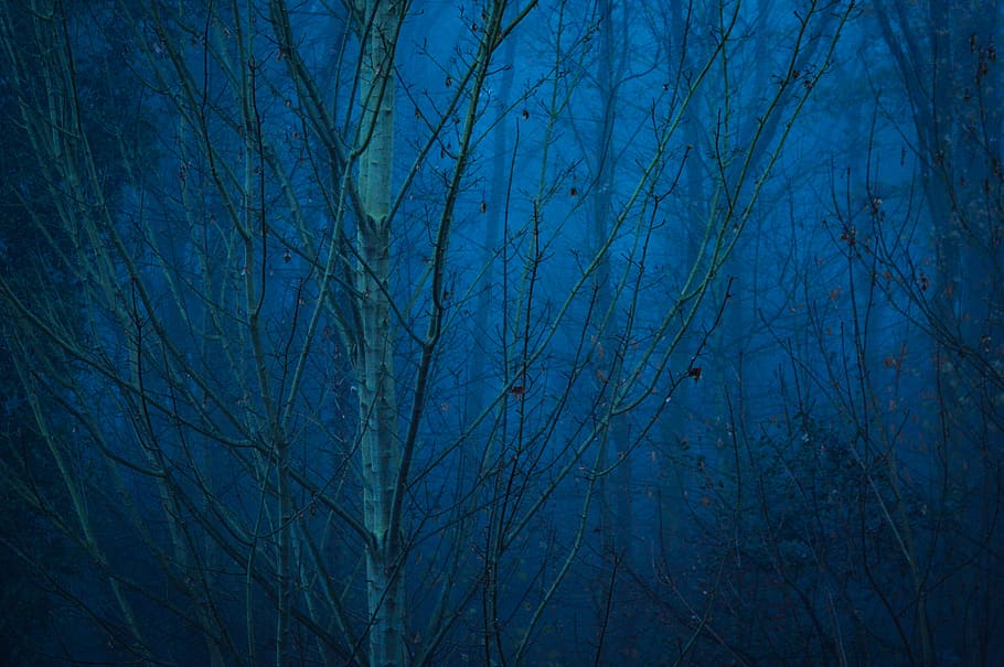arbre nu, naturalesa, a l'aire lliure, mechernich, Alemanya, planta, arbre, nit, espai exterior, astronomia, univers, espai, lluna, cel, il·luminació, edifici, lluna plena, paisatge, temps, textura, tardor, cap gent, blau, tranquil·litat, bellesa a la natura, branca, fons, bosc, terra, marc complet, escenics - natura, vista d’angle baix, escena tranquil·la, copa de l'arbre, 5K