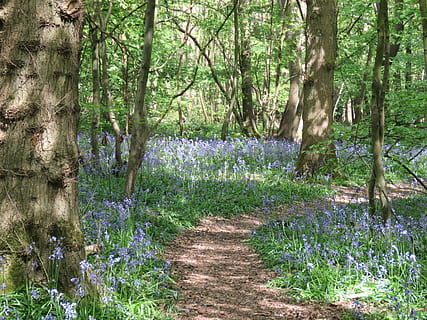 plant, tree, tree trunk, path, trail, nature, blossom, flower, bluebells, trees, forrest, wild flowers, ground, iris, birch, lupin, land, outdoors, fern, vegetation, beauty in nature, growth, tranquility, forest, trunk, tranquil scene, no people, day, scenics - nature, footpath, flowering plant, direction, non-urban scene, woodland, purple, 4K, CC0, public domain, royalty free