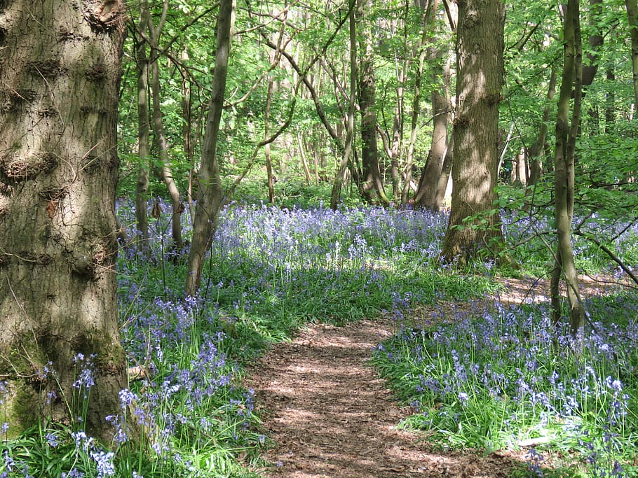plant, tree, tree trunk, path, trail, nature, blossom, flower, bluebells, trees, forrest, wild flowers, ground, iris, birch, lupin, land, outdoors, fern, vegetation, beauty in nature, growth, tranquility, forest, trunk, tranquil scene, no people, day, scenics - nature, footpath, flowering plant, direction, non-urban scene, woodland, purple, 4K