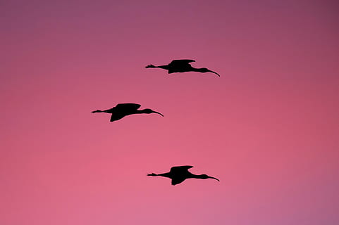 posta de sol, cel, ocell, volant, animal, silueta, temes d'animals, fauna animal, animals a la natura, grup d’animals, vertebrats, a l'aire, cap gent, ales separades, color negre, color rosa, naturalesa, moviment, longitud completa, a l'aire lliure, grup mitjà d'animals, ramat d’ocells, 2K