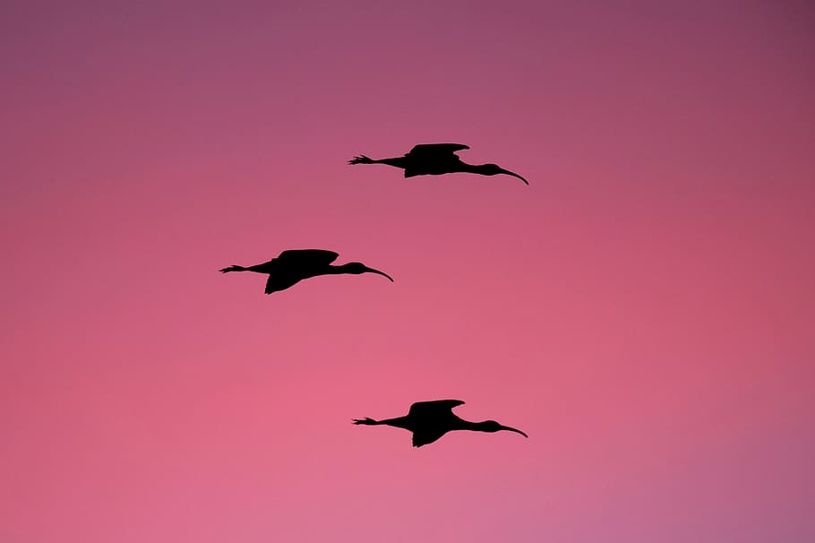 posta de sol, cel, ocell, volant, animal, silueta, temes d'animals, fauna animal, animals a la natura, grup d’animals, vertebrats, a l'aire, cap gent, ales separades, color negre, color rosa, naturalesa, moviment, longitud completa, a l'aire lliure, grup mitjà d'animals, ramat d’ocells, 2K