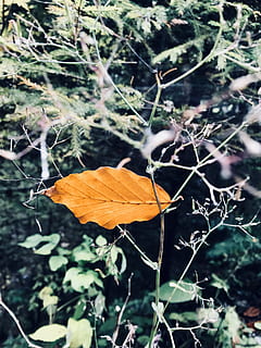 Blatt, fallen, Herbst, Gelb, Tapete, der Winter kommt, Nahansicht, Makro, iphone, iphone fotografie, iphonography, Baum, Bäume, Berg, Natur, natürlich, Naturfotografie, Wanderung, Wandern, Pflanze, Fokus auf den Vordergrund, Tag, keine Leute, Pflanzenteil, Wachstum, selektiver Fokus, Land, orange Farbe, Zerbrechlichkeit, draußen, Schönheit in der Natur, Verletzlichkeit, trocken, Feld, Frische, Schmetterling - Insekt, 4K, CC0, gemeinfrei, lizenzfrei