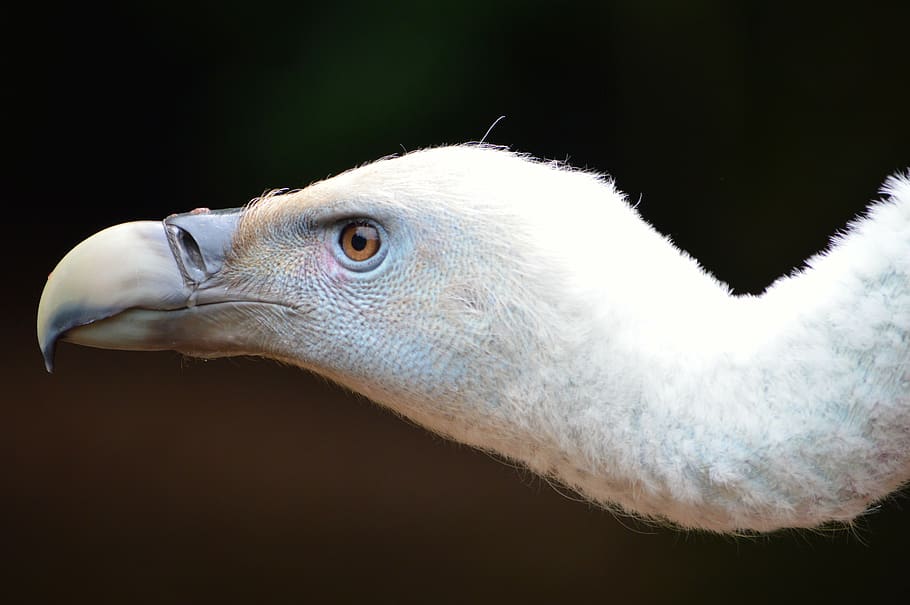 au de coll llarg, animal, temes d'animals, un animal, vertebrats, fauna animal, animals a la natura, ocell, part del cos dels animals, primer pla, cap d’animals, rapinyaire, cap gent, bec, naturalesa, Color blanc, vista lateral, fons negre, dia, mirant, centrar-se en primer pla, vista del perfil, ull d’animals, àguila, 5K