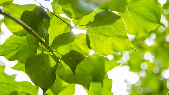 fulles, part de la planta, full, planta, color verd, creixement, naturalesa, bellesa a la natura, arbre, llum solar, frescor, primer pla, dia, branca, cap gent, a l'aire lliure, menjar, menjar i beguda, centrar-se en primer pla, assolellat, fruita, lluminós, brillant, 4K, CC0, domini públic, lliure de regalies