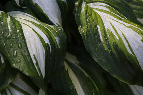 folha, padronizar, verde, textura, plantar, natureza, botânica, sai, Pingo D'água, chuva, molhado, Primavera, jardim, cor verde, frescura, fechar-se, solta, agua, comida e bebida, ninguém, crescimento, Comida, beleza na natureza, dia, Alimentação saudável, vegetal, parte da planta, bem-estar, ao ar livre, orvalho, 5K, CC0, domínio público, royalty free