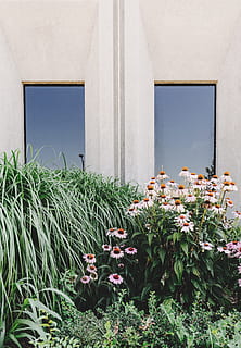 Weiß, Blumen, neben, Haus, Fenster, symmetrische Fenster, Fensterdesign, Rahmen, Garten, Blume, Gras, Gebäude, Pflanze, die Architektur, städtisch, Beton, moderner Garten, Grün, Büro, Reflexion, Stadt, Innenstadt, Wachstum, blühende Pflanze, gebaute Struktur, Natur, Gebäudehülle, keine Leute, Tag, Schönheit in der Natur, Frische, draußen, Himmel, Zerbrechlichkeit, Pflanzenteil, grüne Farbe, Verletzlichkeit, 5K, CC0, gemeinfrei, lizenzfrei