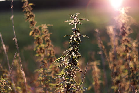 sol, posta de sol, cel, alba, bodø, noruega, naturalesa, flor, planta, centrar-se en primer pla, creixement, cap gent, primer pla, llum solar, dia, enfocament selectiu, tranquil·litat, a l'aire lliure, bellesa a la natura, terra, tija de la planta, sec, full, part de la planta, camp, cultiu, arbre, Planta esvaïda, 5K, CC0, domini públic, lliure de regalies