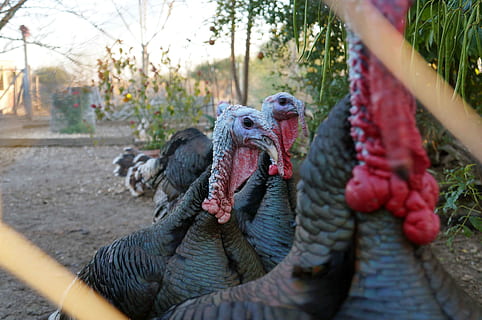 tom, pollame, tacchino, temi animali, animale, mammifero, vertebrato, un animale, bocca aperta, giorno, bocca, messa a fuoco selettiva, domestico, animali domestici, natura, nessuno, parte del corpo animale, all'aperto, canino, cane, albero, testa di animale, bocca animale, 4K, CC0, dominio pubblico, privo di copyright